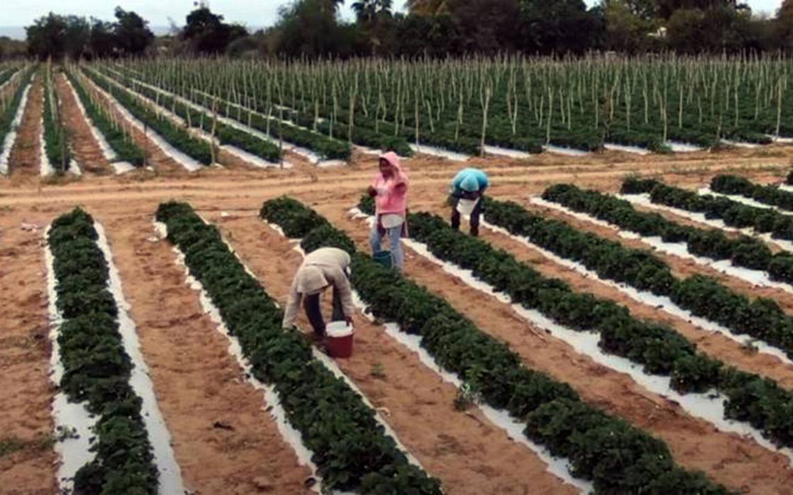 Revela INEGI Carencias Del Agro Sudcaliforniano - El Sudcaliforniano ...